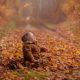 herfstfotograaf